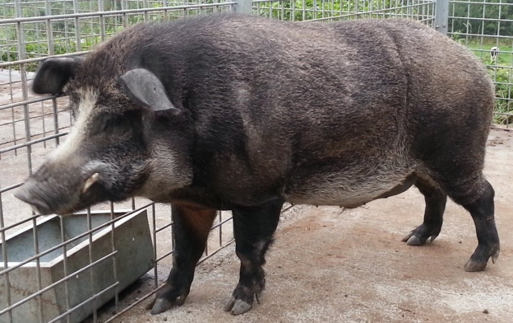 R$ 100 por javali abatido: Santa Catarina aposta em recompensa para proteger o campo