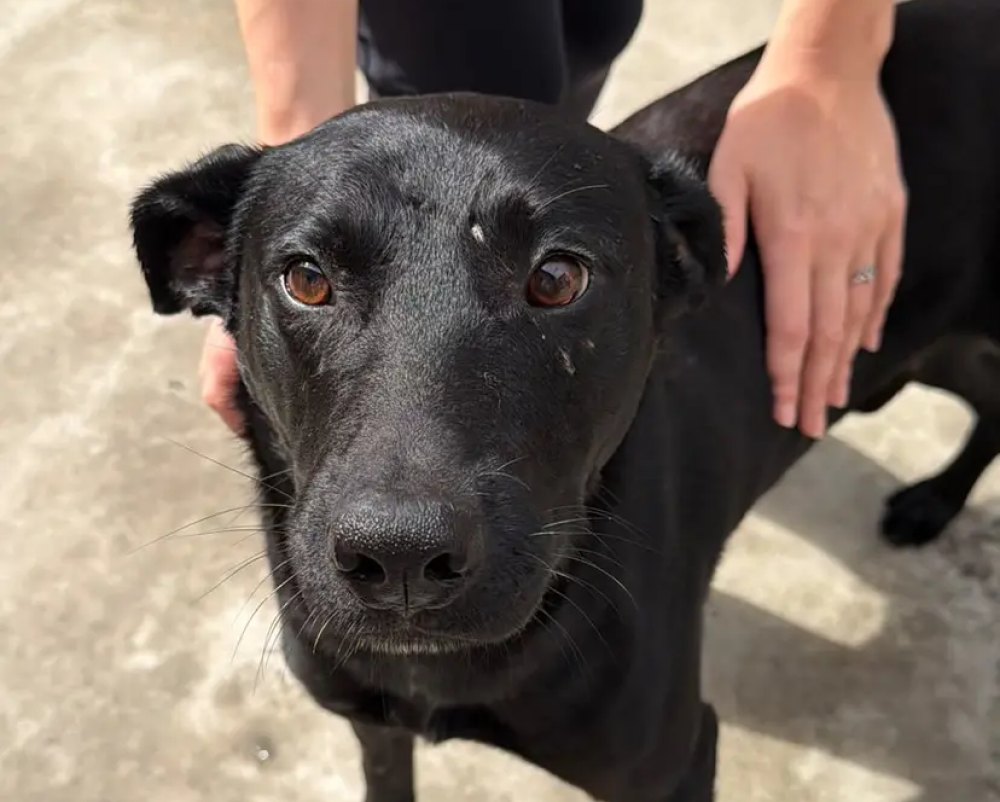 Feira de adoção da Fujama terá 18 animais disponíveis neste sábado em Jaraguá do Sul