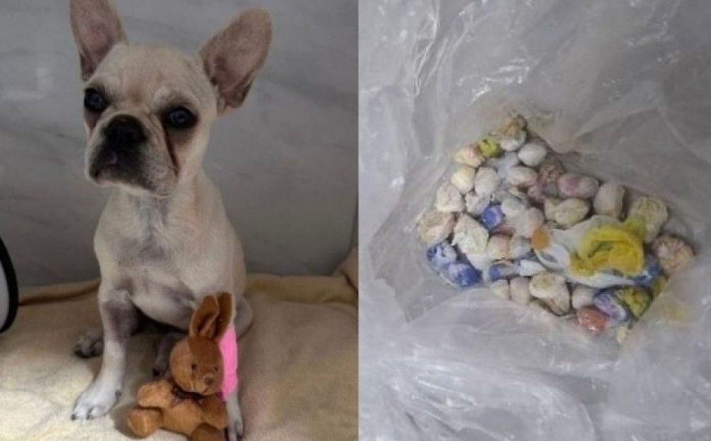 Filhote sofre intoxicação após ingerir 55 pedras de crack