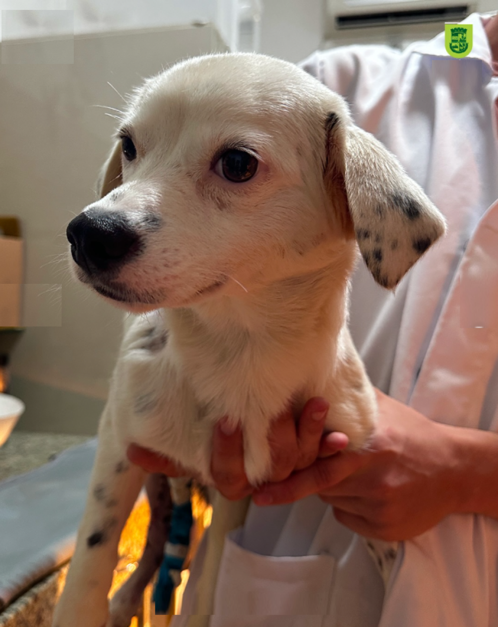 Adoção de cães e gatos aumenta 61% em 2025 em Jaraguá do Sul