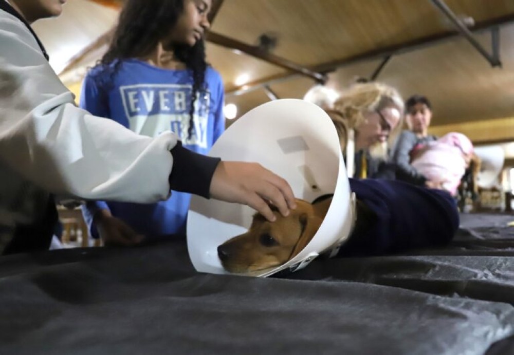 Fujama promoveu mais de 3 mil castrações de pets em 2025