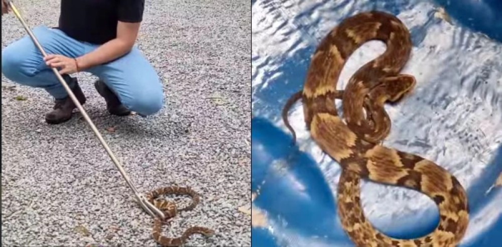 Jararaca é encontrada perto de casa em Jaraguá do Sul