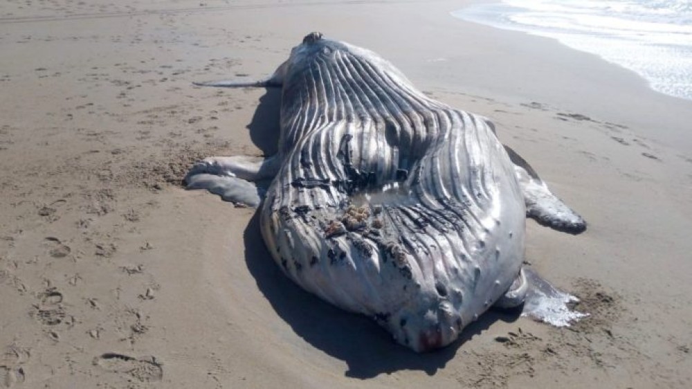 Baleia-jubarte encalhada em praia mobiliza força-tarefa em SC