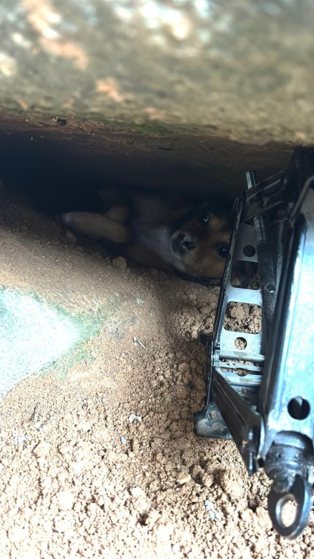 Cadela é resgatada após ficar presa debaixo de uma rocha