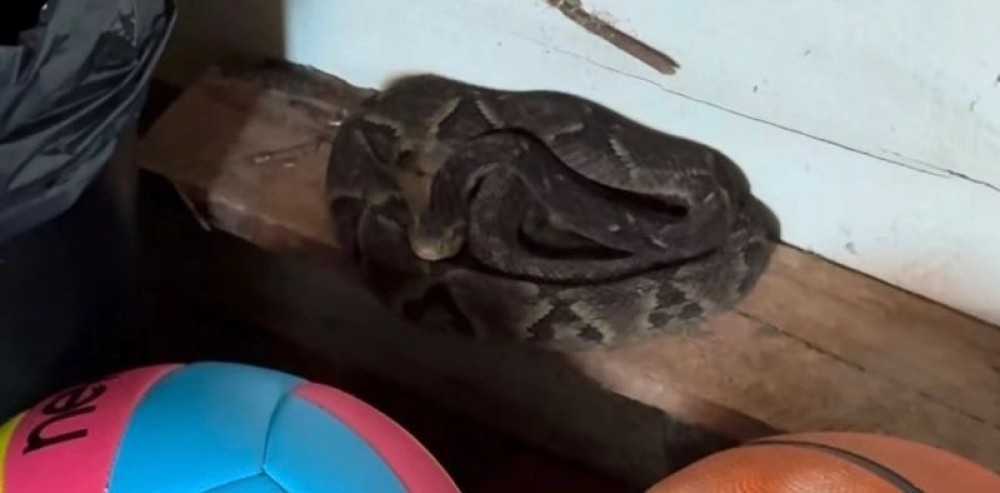 Jararaca é encontrada dentro de cozinha e assusta família em Jaraguá do Sul