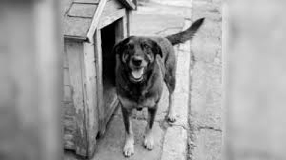 A morte do cão Orelha é uma vergonha para Santa Catarina