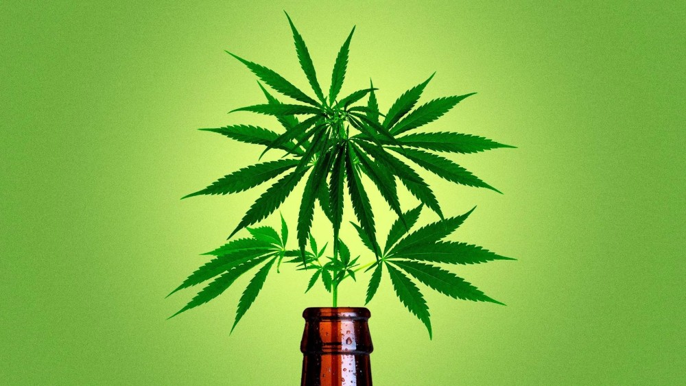 A maconha está mais popular do que o álcool e o cigarro?