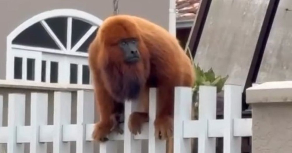 Flagra em cerca de casa revela primata ameaçado de extinção em Jaraguá