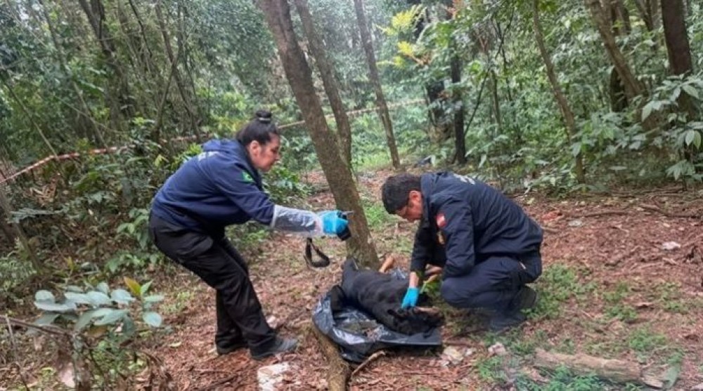 Cadela é encontrada morta presa a árvore por corrente em parque