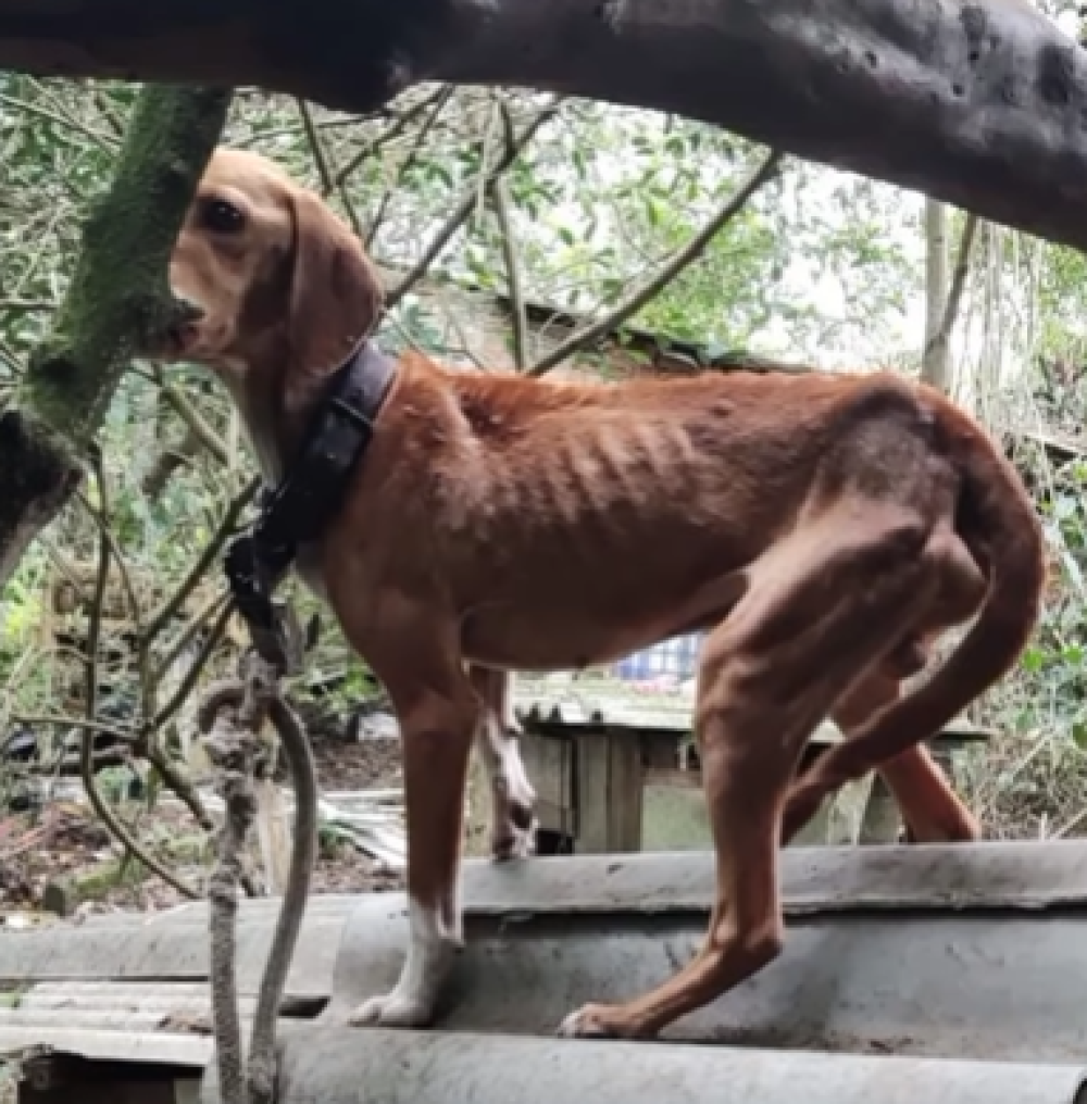 As 50 cidades de SC que mais maltratam animais