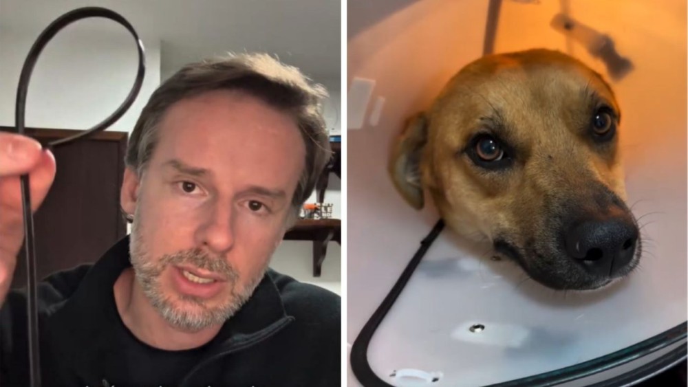 Cachorro mutilado em Jaraguá do Sul passa por cirurgia e tem órgão amputado