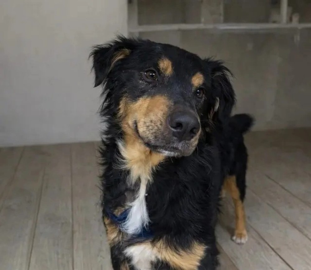 Nova feira de adoção da Fujama acontece neste sábado