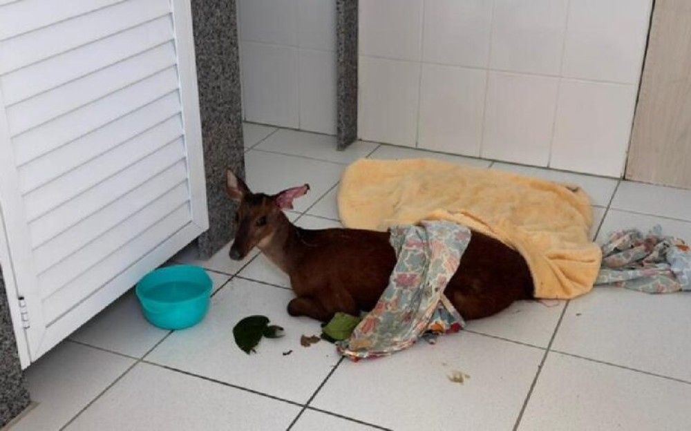 Cervo baleado é resgatado em Jaraguá do Sul