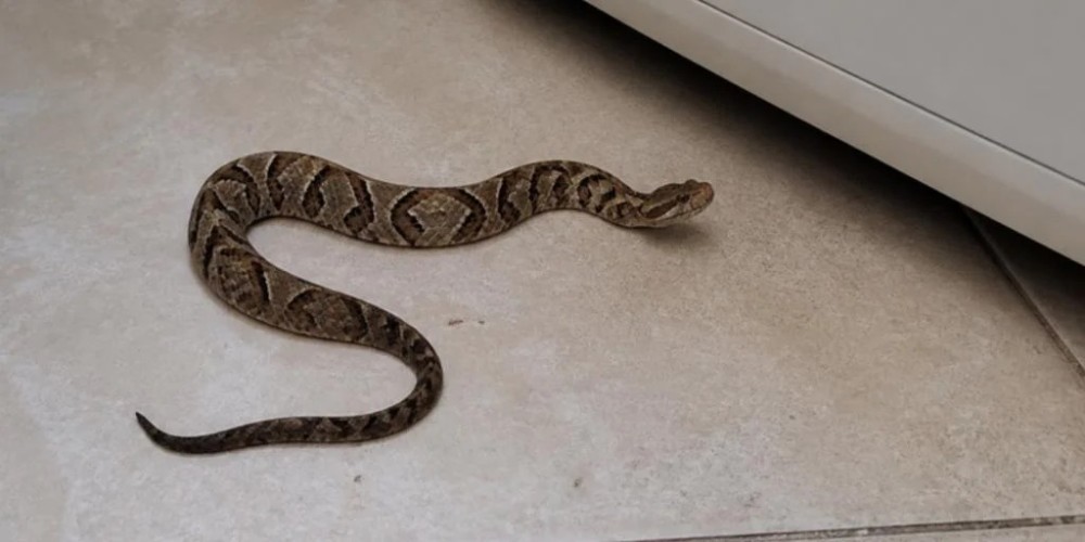 Moradora encontra filhote de jararaca em lugar inusitado em Jaraguá do Sul