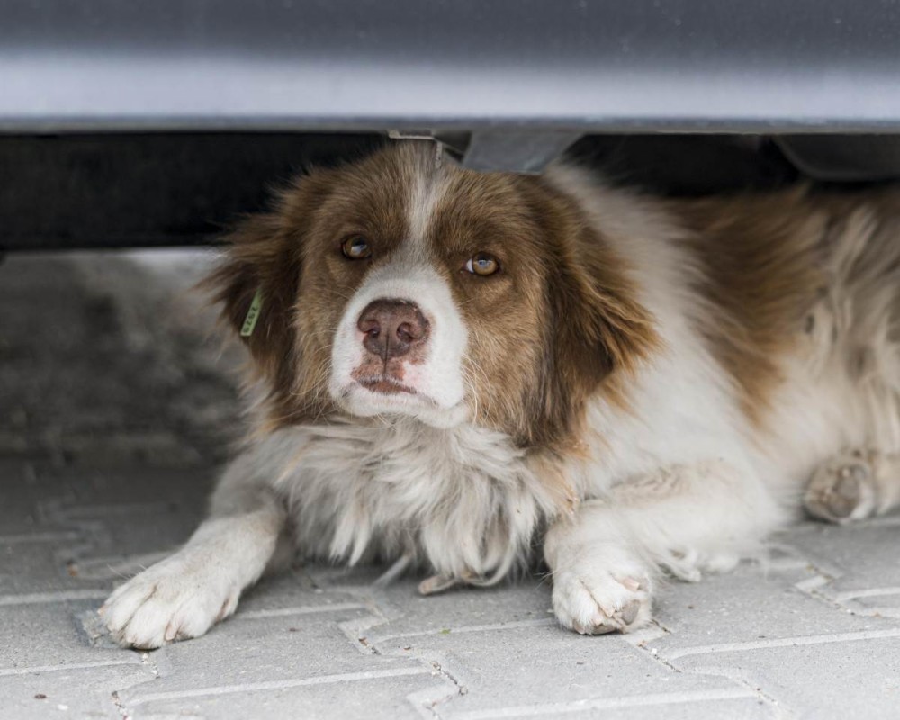 Barulho de fogos e festividades podem agravar doenças crônicas e causar acidentes com pets
