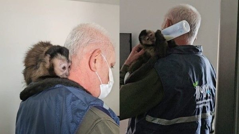 Macaco-prego é resgatado em SC, e socorristas descobrem documentação falsa do animal