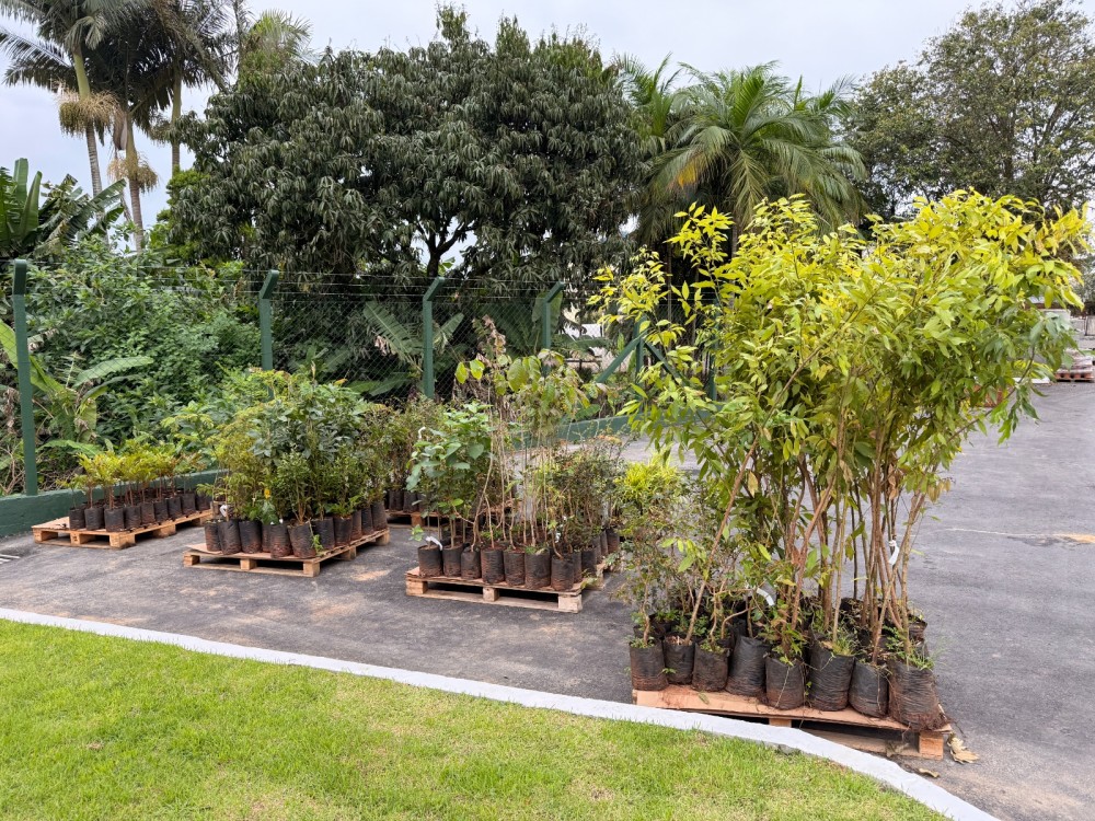 Samae realiza doação de mudas para ações de preservação ambiental