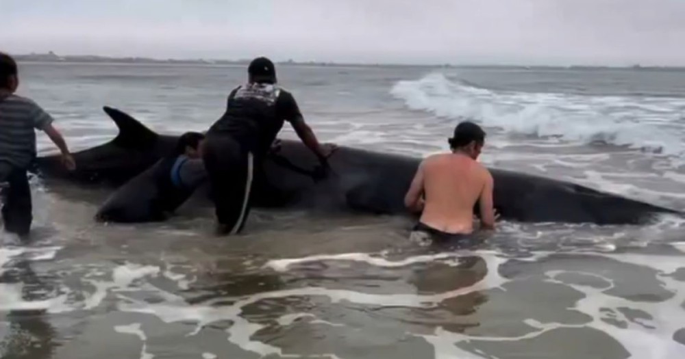 Resgate emocionante de filhote de baleia mobiliza surfistas e moradores em praia de SC