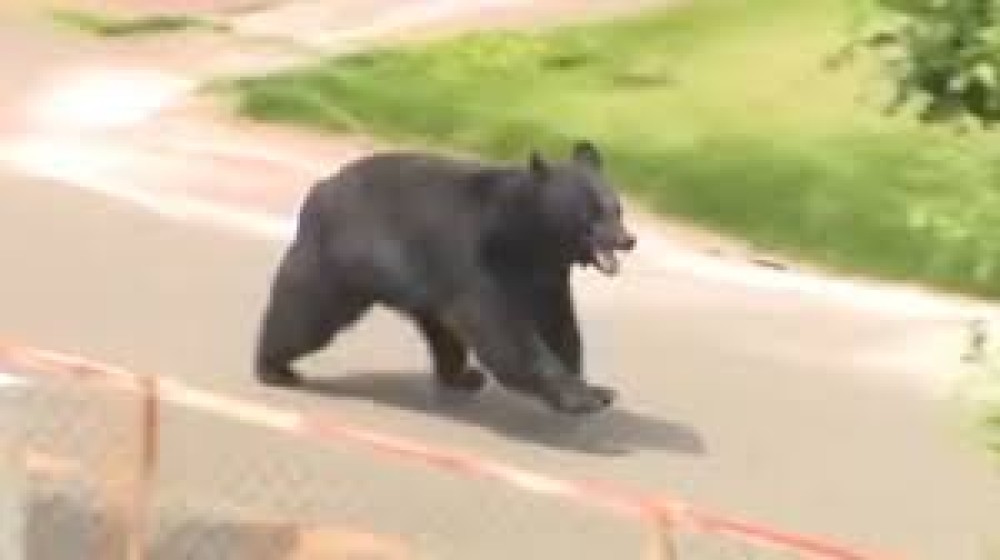 VÍDEO: Filhote de urso ataca e deixa quatro pessoas feridas no Japão