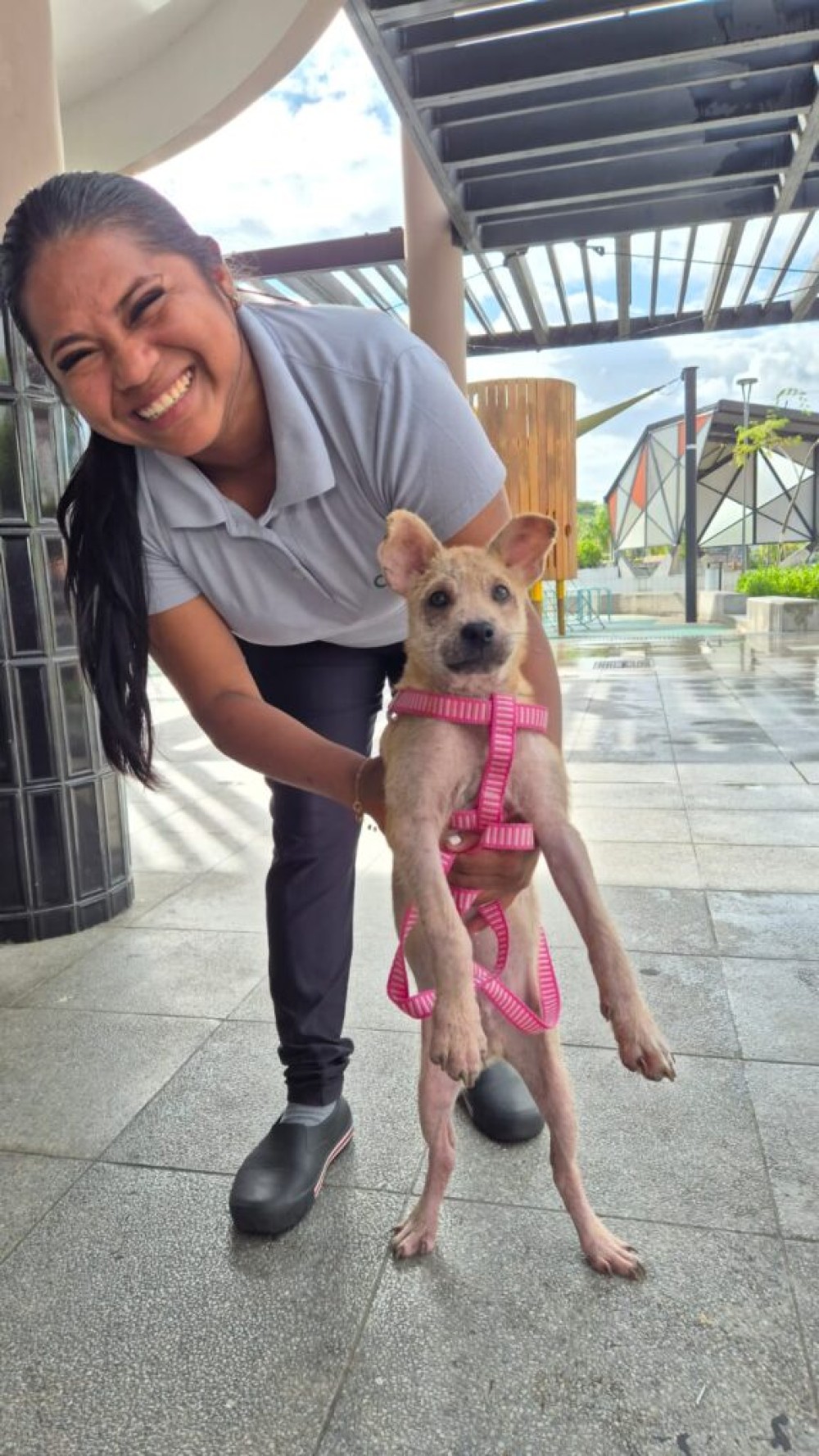 Nove animais ganham novos lares em feira de adoção da Fujama em Jaraguá do Sul