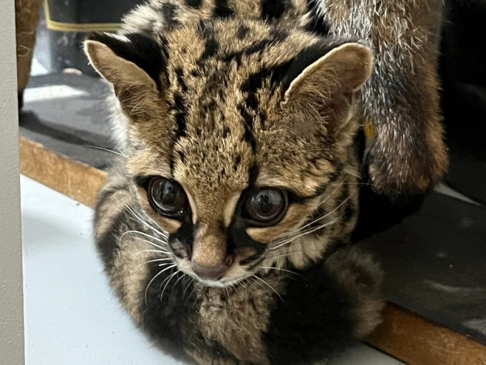 Fujama recolhe filhote de gato-maracajá em Jaraguá do Sul