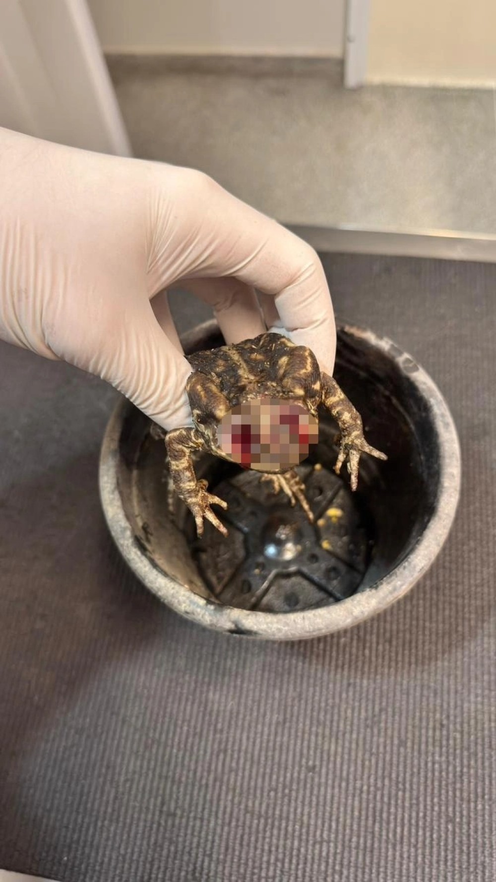CRUELDADE: Equipe da Fujama resgata sapo que teve olhos arrancados