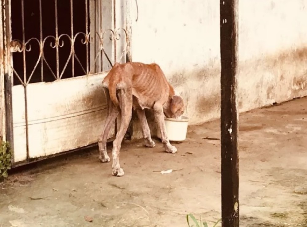 Senadores aprovam penas mais duras para quem maltratar animais