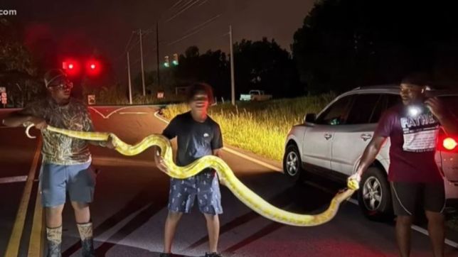 Serpente de quase 4 metros aterroriza cidade e é capturada. VEJA VÍDEO