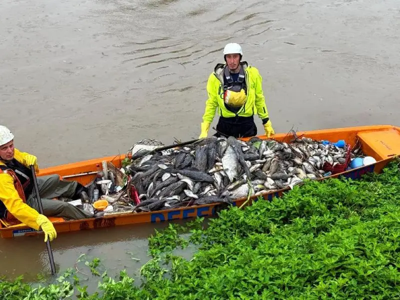 DESASTRE AMBIENTAL: 2 toneladas de peixes mortos são retirados do Rio Jaraguá