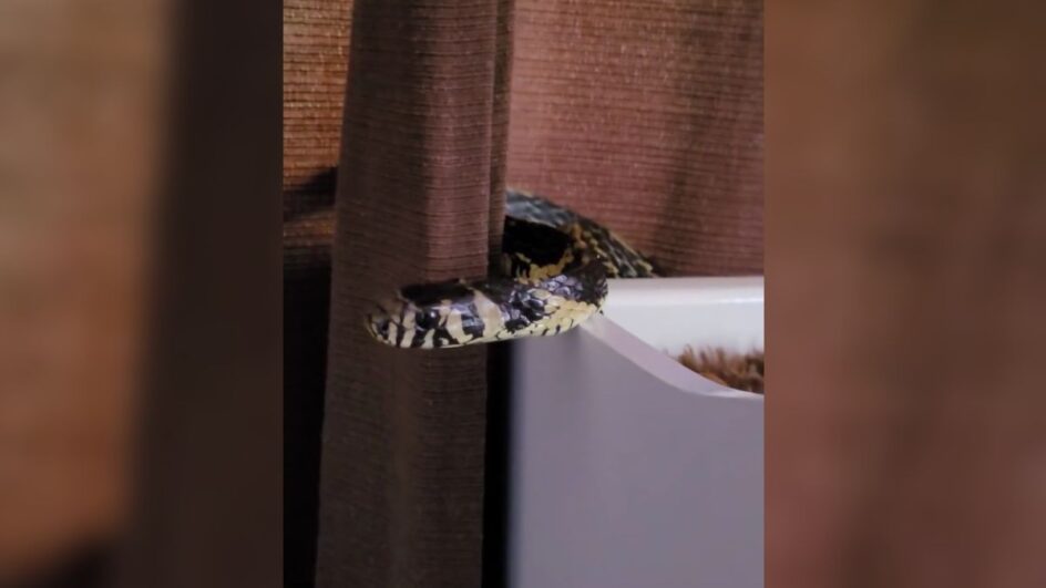 Maior cobra de SC aparece em berço de bebê em Jaraguá do Sul