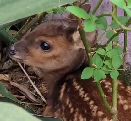 Bambi de Jaraguá do Sul: Filhote de cervo é resgatado em Três Rios do Norte