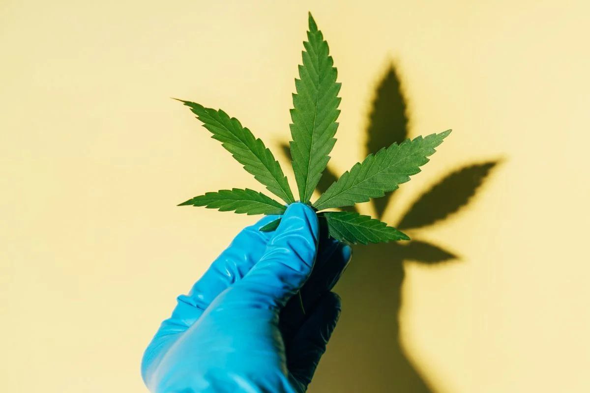 A industria da cannabis se expande no Brasil? termina nesta terça prazo para governo regular o cânhamo