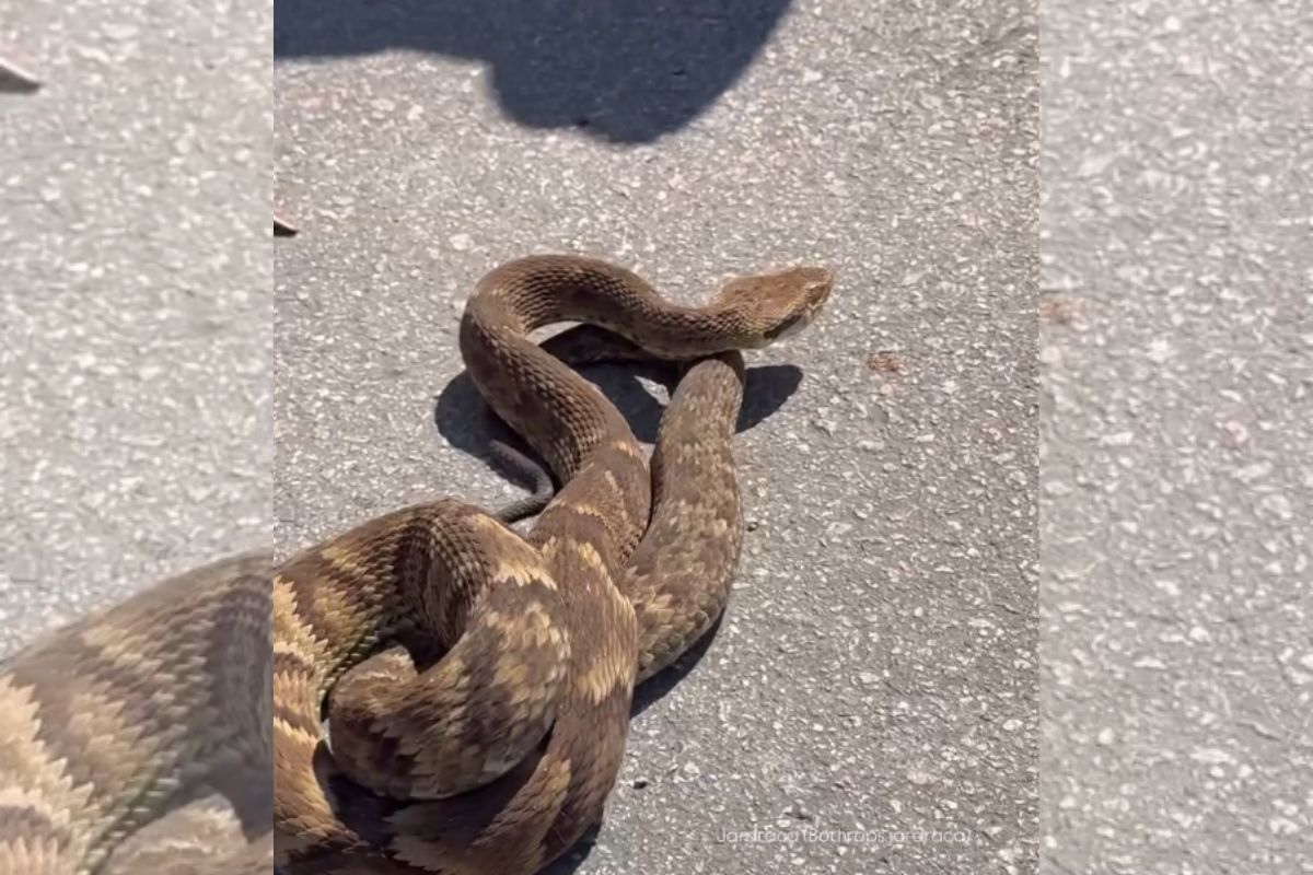 Serpente mais perigosa do Brasil aparece em Jaraguá do Sul