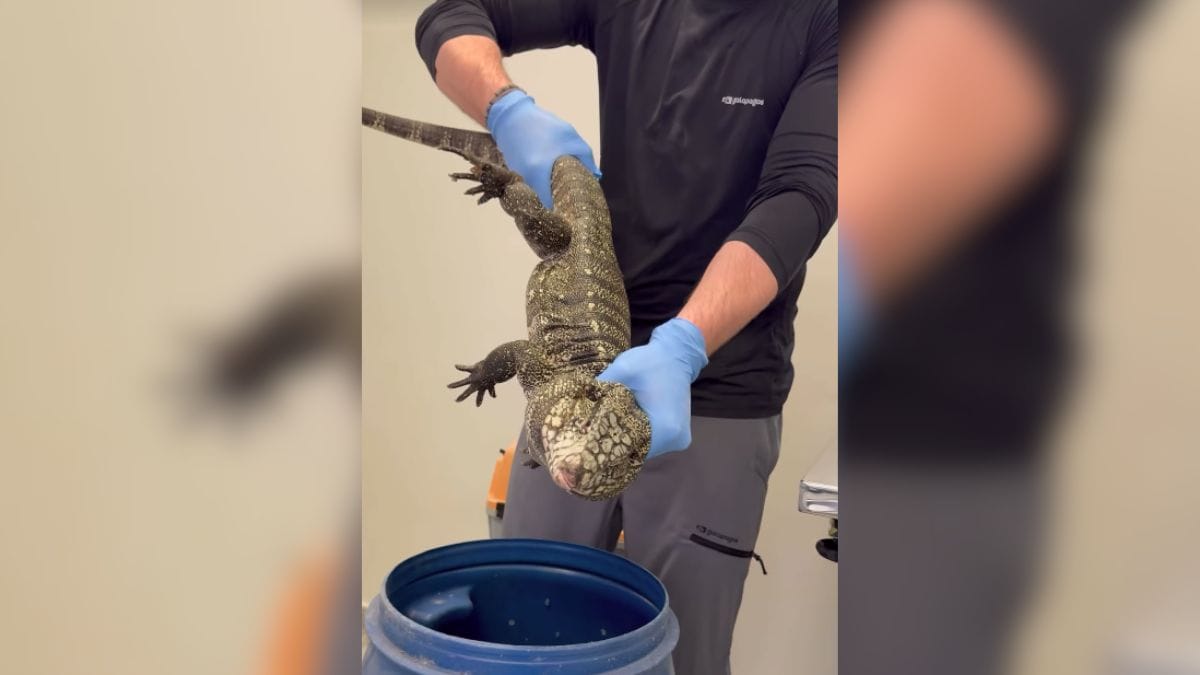 Godzilla? Lagartos gigantes invadem Jaraguá do Sul