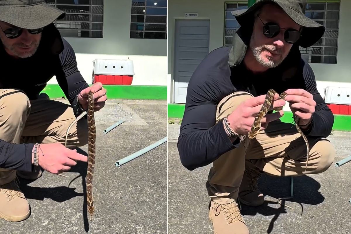 VÍDEO:  ‘Jararaca’ se esconde em cano e mobiliza resgate em Jaraguá do Sul