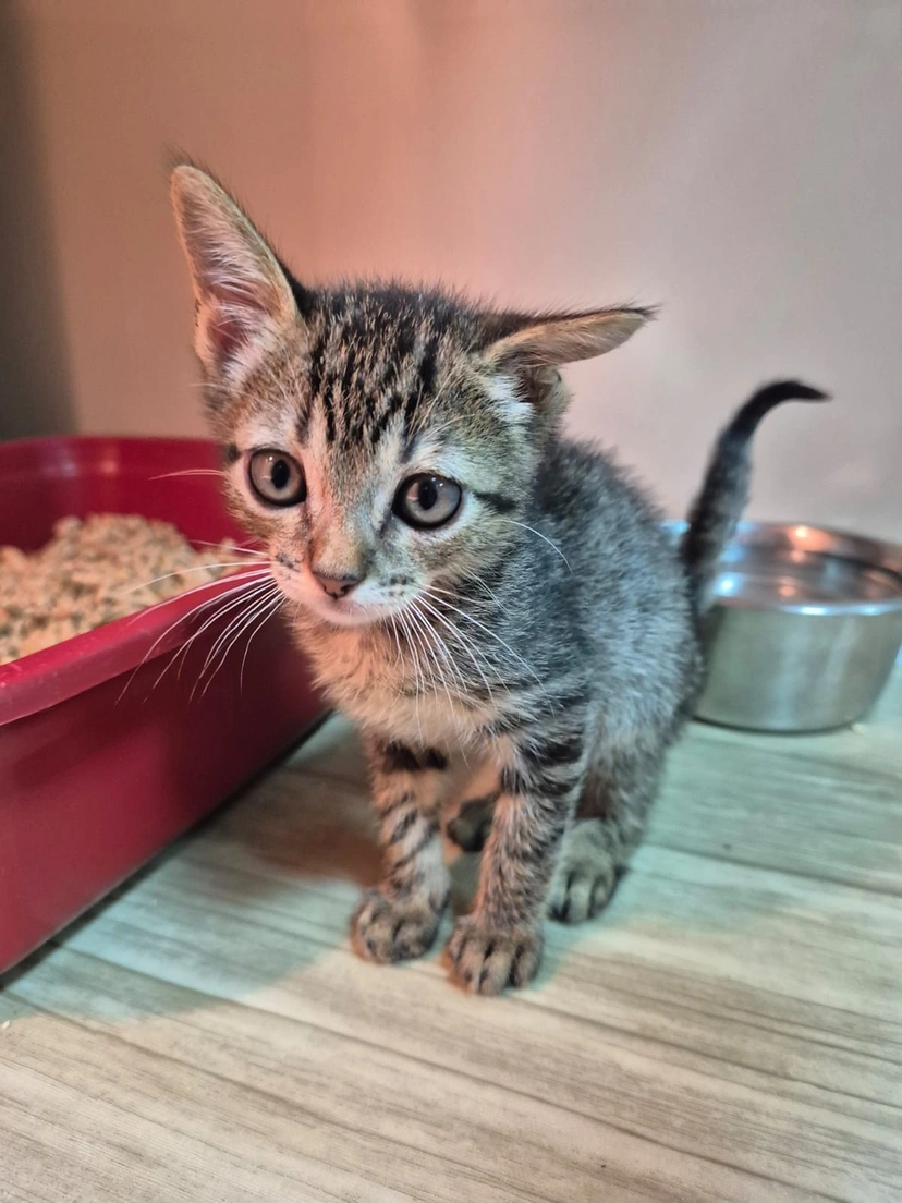 Fujama promove última feira de adoção de pets do ano